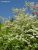 White Shrub