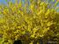 Thumbnail No 1 of Forsythia