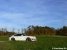 Porsche 911 Carrera Picture No 13