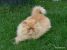 Thumbnail No 3 of Alphonse