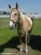 Winnetou Picture No 2