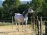 Thumbnail No 2 of Namibia