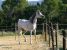Thumbnail No 3 of Namibia
