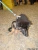 Maximilian Picture No 2