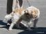 Thumbnail No 2 of Charlie
