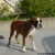 Bouba Picture No 2