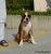 Bouba Picture No 4