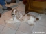 Zephyr Picture No 2