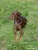 Doberman Cesar