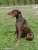 Doberman Cesar Picture No 2