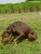 Doberman Cesar Picture No 3