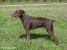 Doberman Cesar Picture No 4