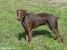 Doberman Cesar Picture No 5