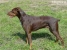Doberman Cesar Picture No 6