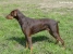 Doberman Cesar Picture No 7