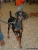 Doberman Milady