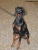 Doberman Milady Picture No 2