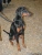 Doberman Milady Picture No 3