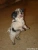 Gizmo Picture No 2