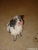 Gizmo Picture No 3