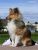 Miniature No 1 de Lassie