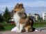 Miniature No 2 de Lassie
