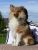 Miniature No 3 de Lassie