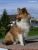 Miniature No 4 de Lassie