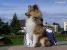 Miniature No 5 de Lassie