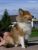 Miniature No 7 de Lassie