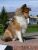 Miniature No 8 de Lassie