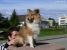 Miniature No 9 de Lassie
