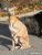 Thumbnail No 1 of Mister Whippet