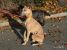 Thumbnail No 10 of Mister Whippet