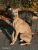 Thumbnail No 11 of Mister Whippet