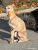 Thumbnail No 2 of Mister Whippet