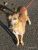 Thumbnail No 3 of Mister Whippet