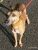 Thumbnail No 4 of Mister Whippet