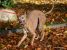 Thumbnail No 5 of Mister Whippet