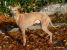Thumbnail No 6 of Mister Whippet