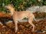 Thumbnail No 7 of Mister Whippet