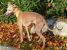 Thumbnail No 8 of Mister Whippet