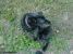 Blacky Picture No 2