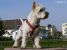 Thumbnail No 1 of Sir James