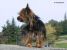 Thumbnail No 4 of Jagger
