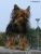 Thumbnail No 5 of Jagger