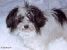 Thumbnail No 4 of Gizmo