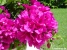 Magenta Picture No 2