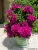 Magenta Picture No 3