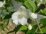 White Shrub Picture No 2